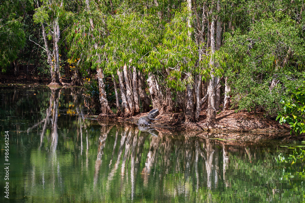 Crocodile in The Far North Queensland, Australia