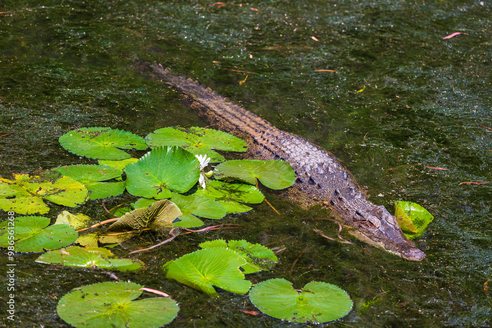 Crocodile in The Far North Queensland, Australia