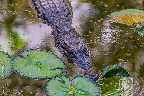 Obraz na płótnie Crocodile in The Far North Queensland, Australia w salonie