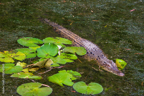 Obraz na płótnie Crocodile in The Far North Queensland, Australia w salonie