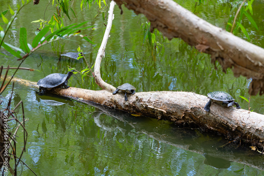 Freshwater turtle in Queensland, Australia