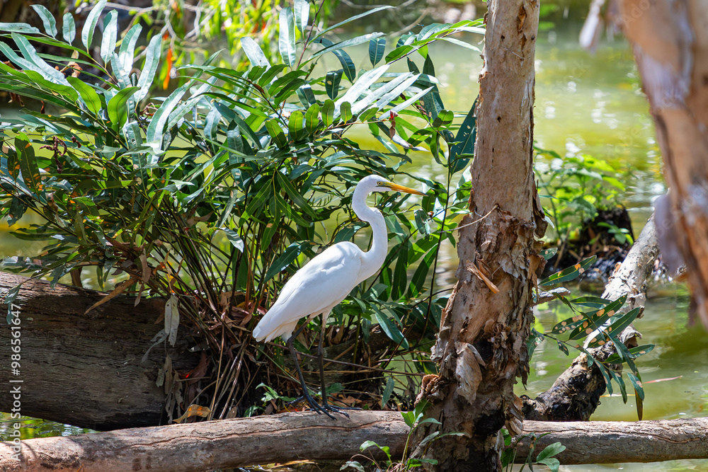 Great Egret in Queensland, Australia