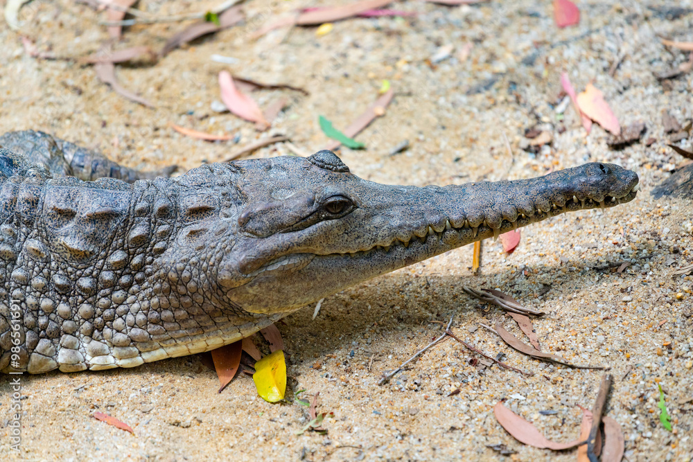Crocodile in The Far North Queensland, Australia