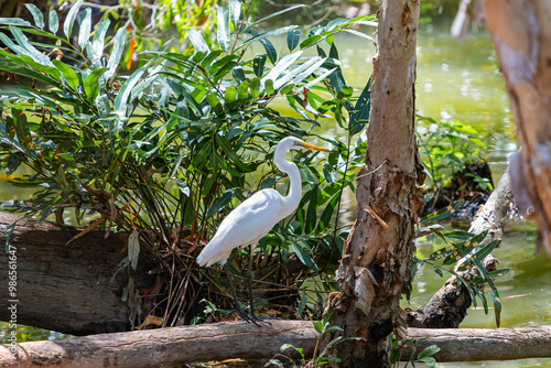 Obraz na płótnie Great Egret in Queensland, Australia w salonie