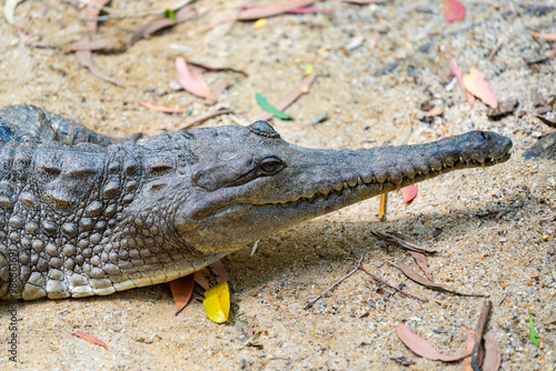 Obraz na płótnie Crocodile in The Far North Queensland, Australia w salonie