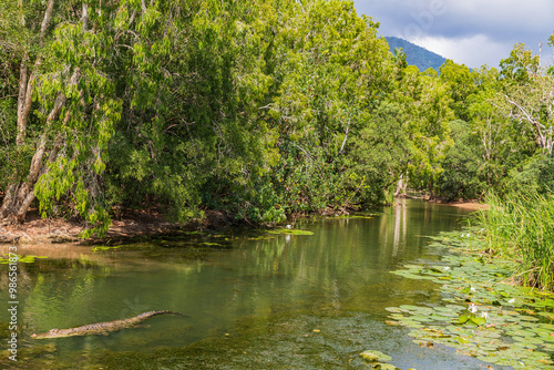 Принти на полотні Crocodile in The Far North Queensland, Australia