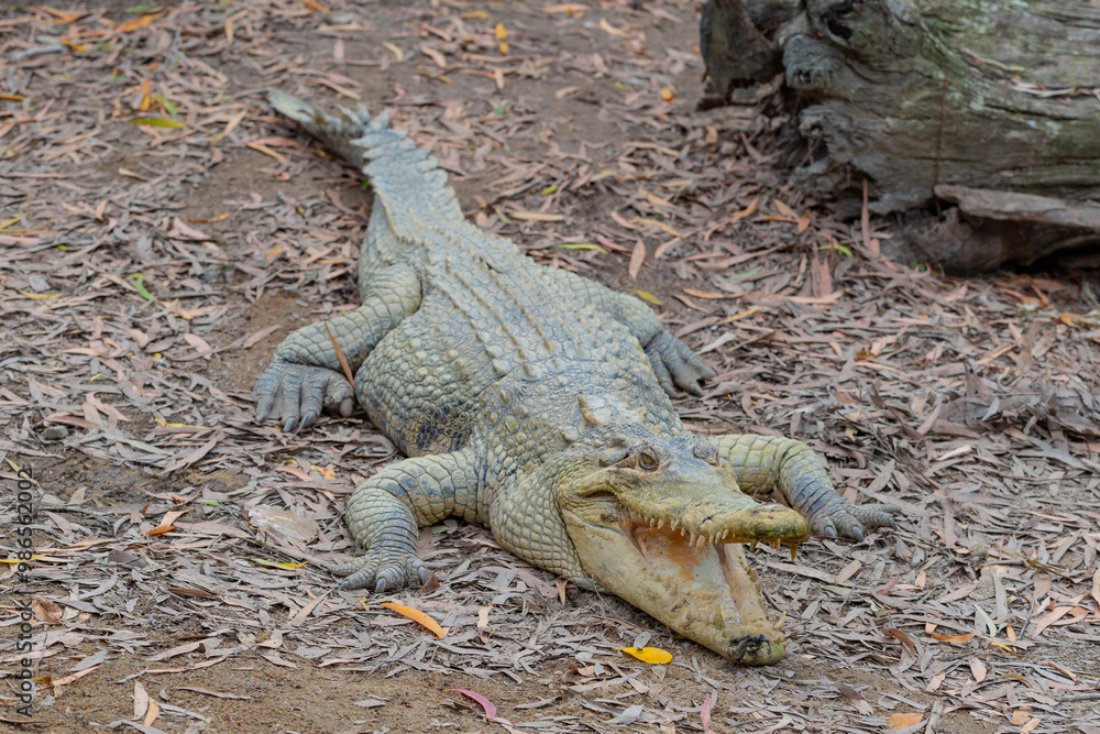 Crocodile in The Far North Queensland, Australia