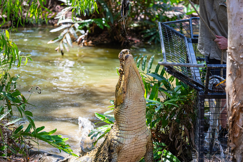 Crocodile feeding in Far North Queensland, Australia