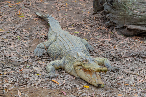 Obraz na płótnie Crocodile in The Far North Queensland, Australia w salonie