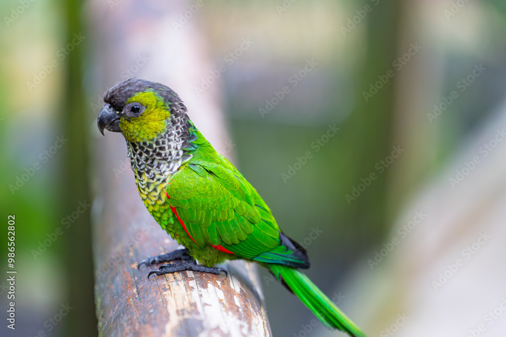 Young Scaly-headed parrot, Brazil