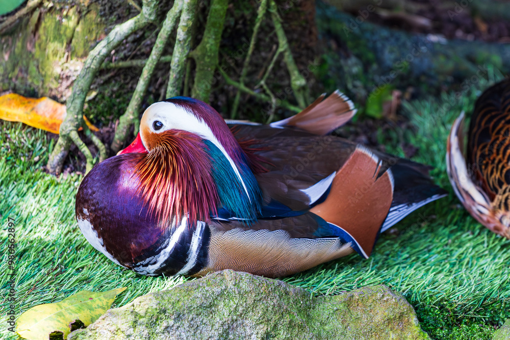 Manderin Duck in Eastern Europe