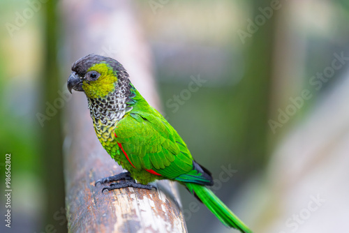 Obraz na płótnie Young Scaly-headed parrot, Brazil w salonie