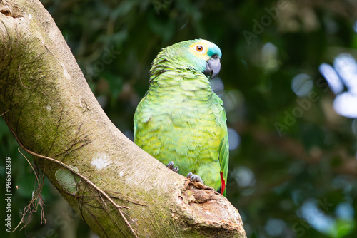 Scaly-breasted Lorikeet in Queensland, Australia