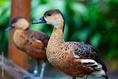 Obraz na płótnie Wandering Whisling Duck in Australia w salonie