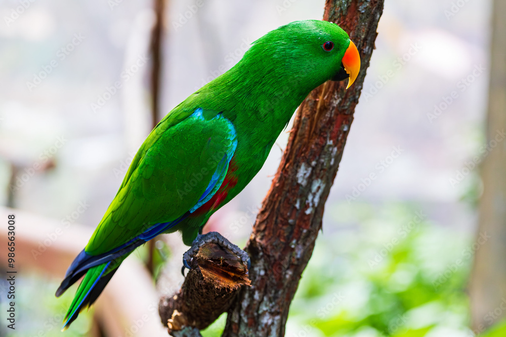 Eclectus Parrot in Queensland, Australia