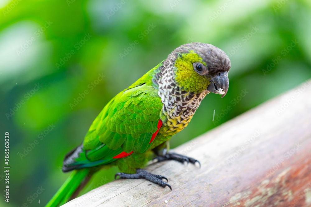 Young Scaly-headed parrot, Brazil