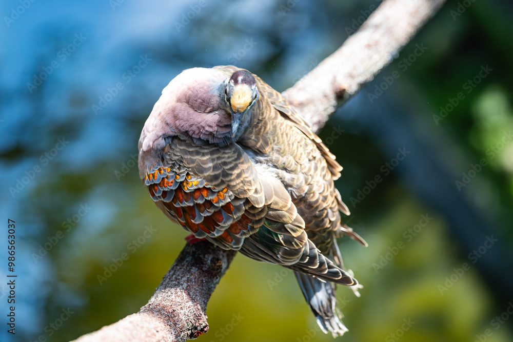 Common bronzewing in Queensland, Australia