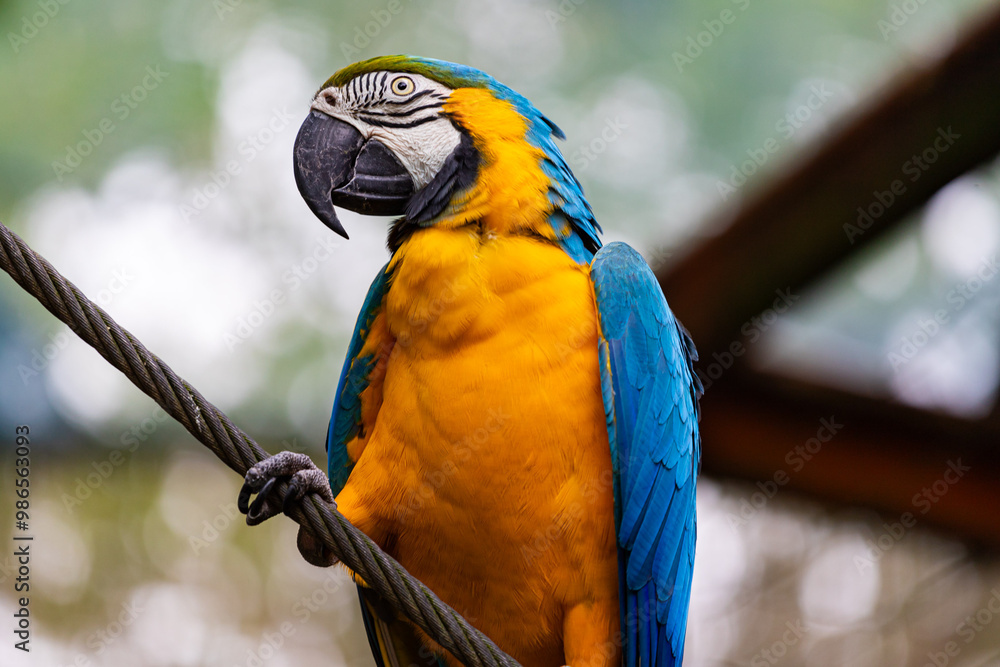 Blue and gold Macaw hanging on a rope