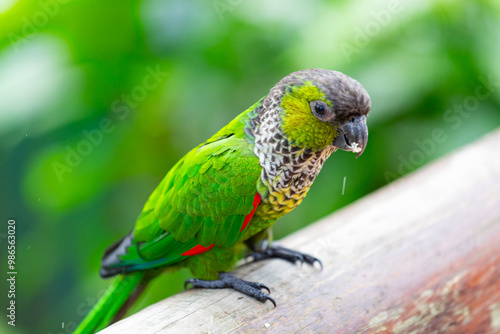 Obraz na płótnie Young Scaly-headed parrot, Brazil w salonie
