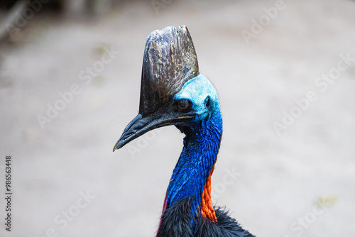 Cassowary in Far North Queensland, Australia photo