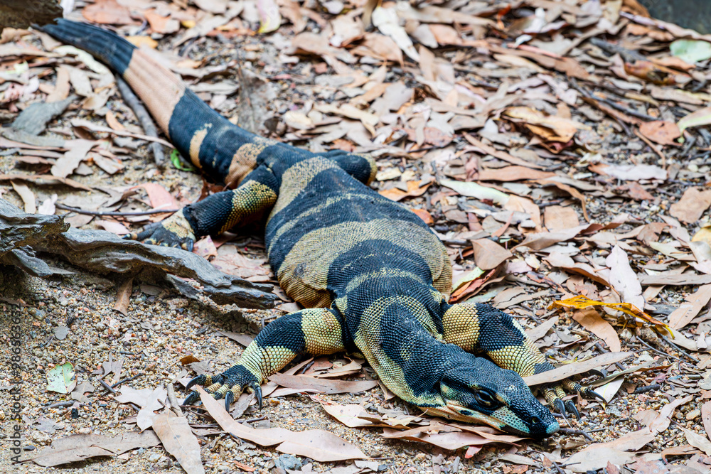 Lace Monitor in Queensland, Australia