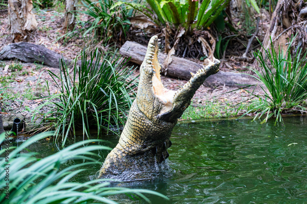 Crocodile feeding in the Far North Queensland, Australia
