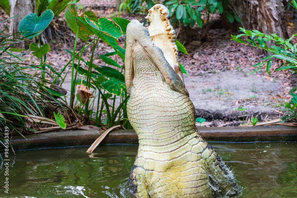 Crocodile feeding in the Far North Queensland, Australia