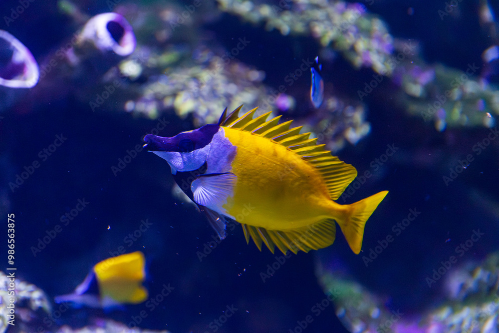 Foxface rabbitfish in Queensland, Australia