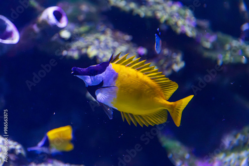 Obraz na płótnie Foxface rabbitfish in Queensland, Australia w salonie