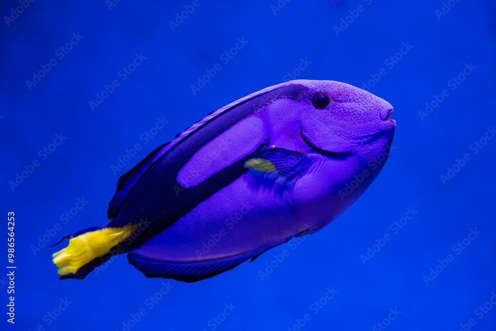 Blue Tang in tropical water