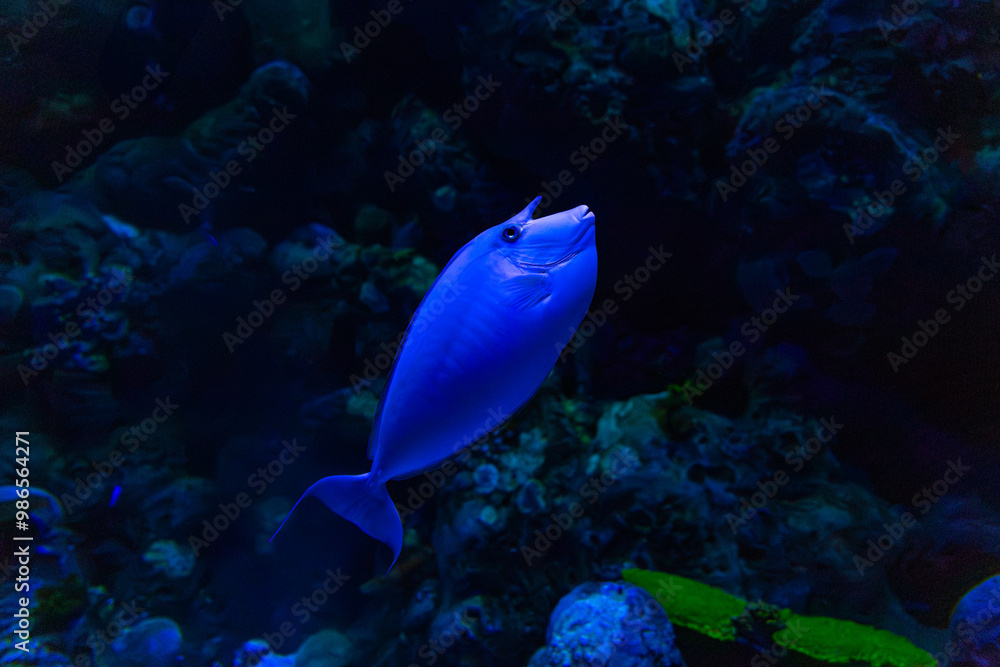Bluespine Unicornfish, Queensland, Australia