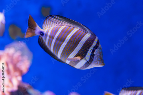 Obraz na płótnie Sailfin Tang in Queensland, Australia w salonie