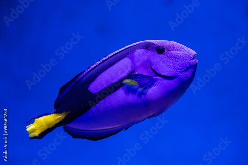 Blue Tang in tropical water