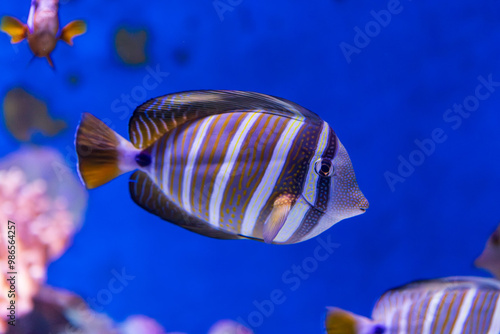 Obraz na płótnie Sailfin Tang in Queensland, Australia w salonie