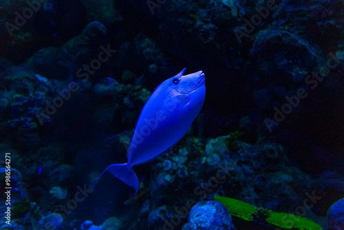 Obraz na płótnie Bluespine Unicornfish, Queensland, Australia w salonie
