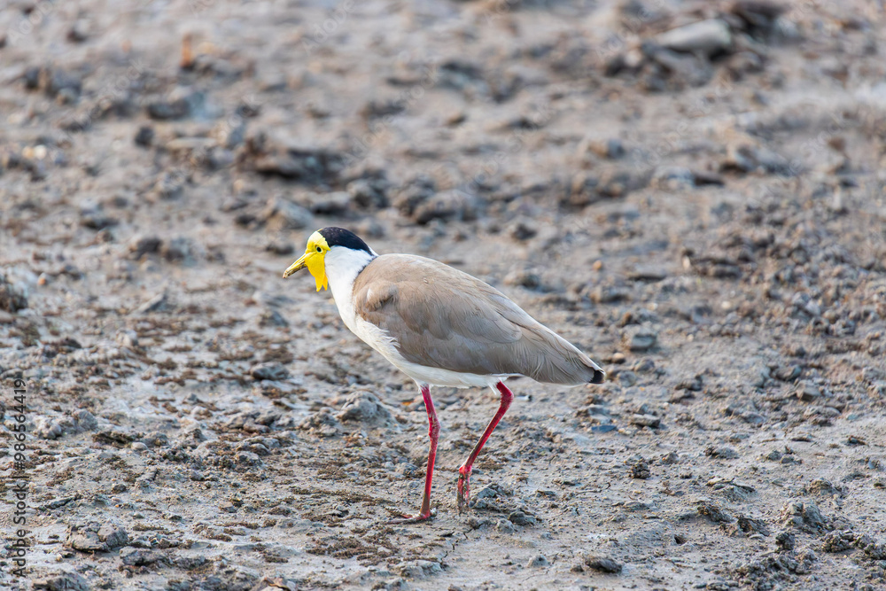 Masking Lapwing in Cairns, Australia