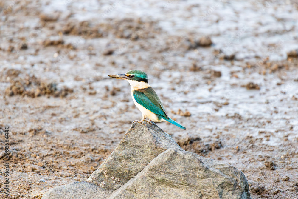 Sacred Kingfisher in Cairns, Queensland, Australia