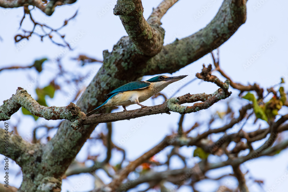 Sacred Kingfisher in Cairns, Queensland, Australia