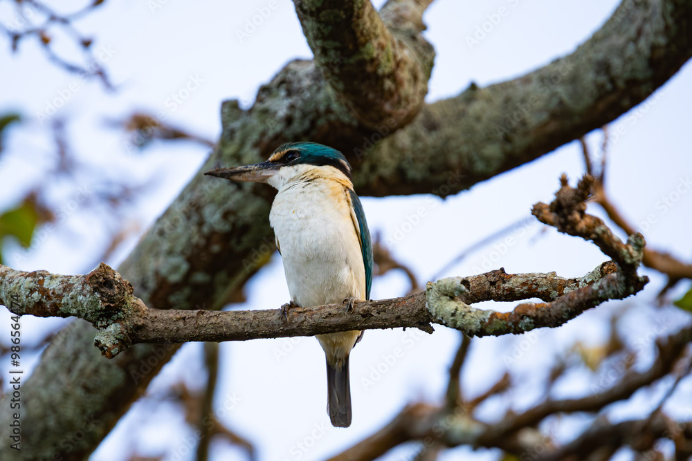 Sacred Kingfisher in Cairns, Queensland, Australia