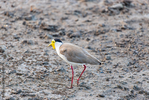 Obraz na płótnie Masking Lapwing in Cairns, Australia w salonie