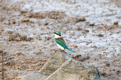 Obraz na płótnie Sacred Kingfisher in Cairns, Queensland, Australia w salonie