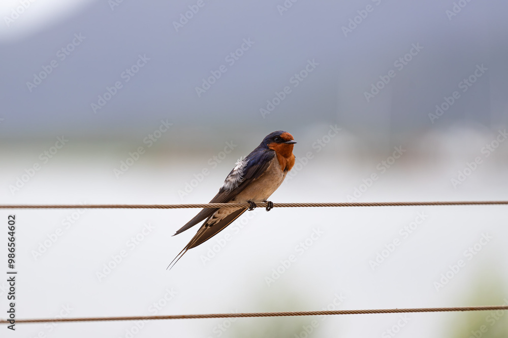 Welcome Swallow in Cairns, Australia