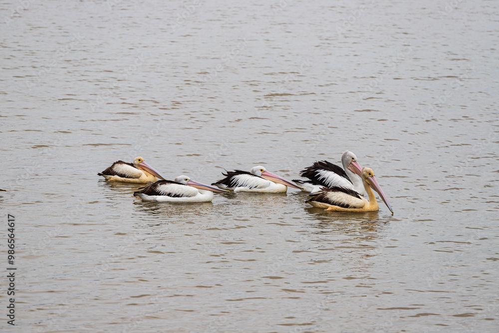 Pelican in Cairns Esplanade, Australia