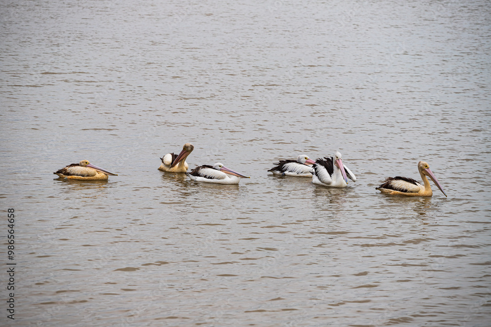 Pelican in Cairns Esplanade, Australia