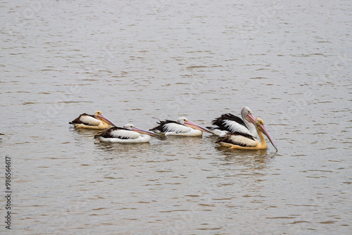 Pelican in Cairns Esplanade, Australia