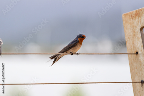 Welcome Swallow in Cairns, Australia