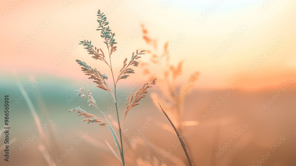 wheat field at sunset golden blue beige calm tranquil peace soft light wheat field at sunset golden blue beige calm tranquil peace soft light
