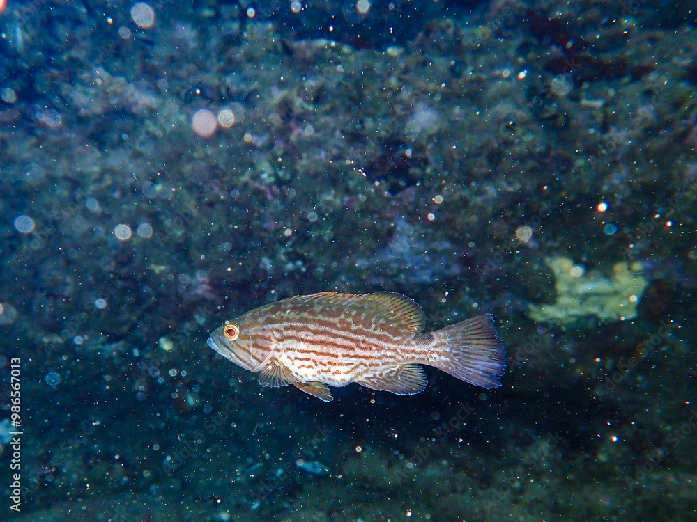 Small grouper fish between rocks, Spotted grouper fish swimming underwater in the Mediterranean Sea, colourful coral grouper or brown spotted grouper fish swimming under sea water with sun lighting. Small grouper fish between rocks, Spotted grouper fish swimming underwater in the Mediterranean Sea, colourful coral grouper or brown spotted grouper fish swimming under sea water with sun lighting.