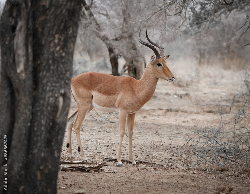 African impala in the savannah African impala in the savannah