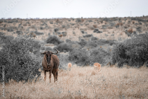 Photography wildebeest in the savanna